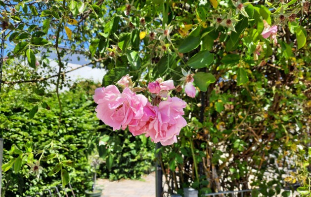 Gartengaststätte Nach Feierabend 8